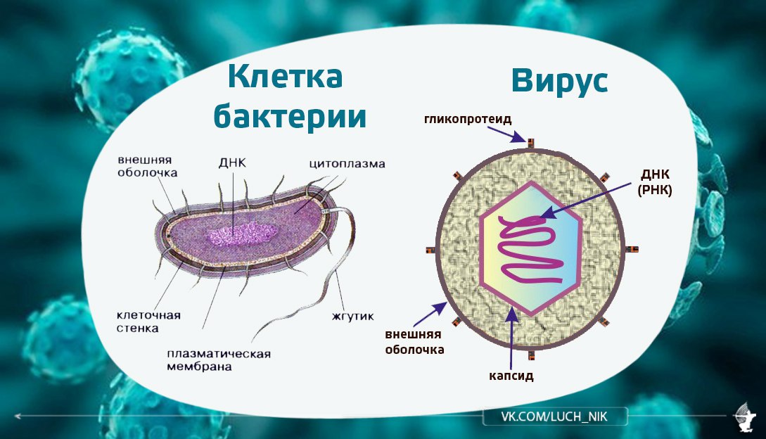 Спора имеет ядро. Вирусы отличаются от бактерий. Разница между вирусом и бактерией. Отличие вируса от бактерии. Строение вирусов и бактерий.